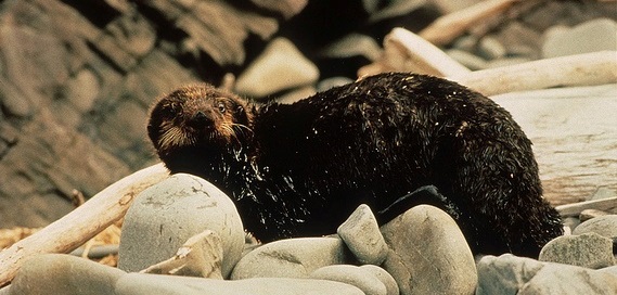 An oil-covered sea otter in Prince William Sound following the 1989 Exxon Valdez oil spill. ©ARLIS Reference (CC BY-SA 2.0)